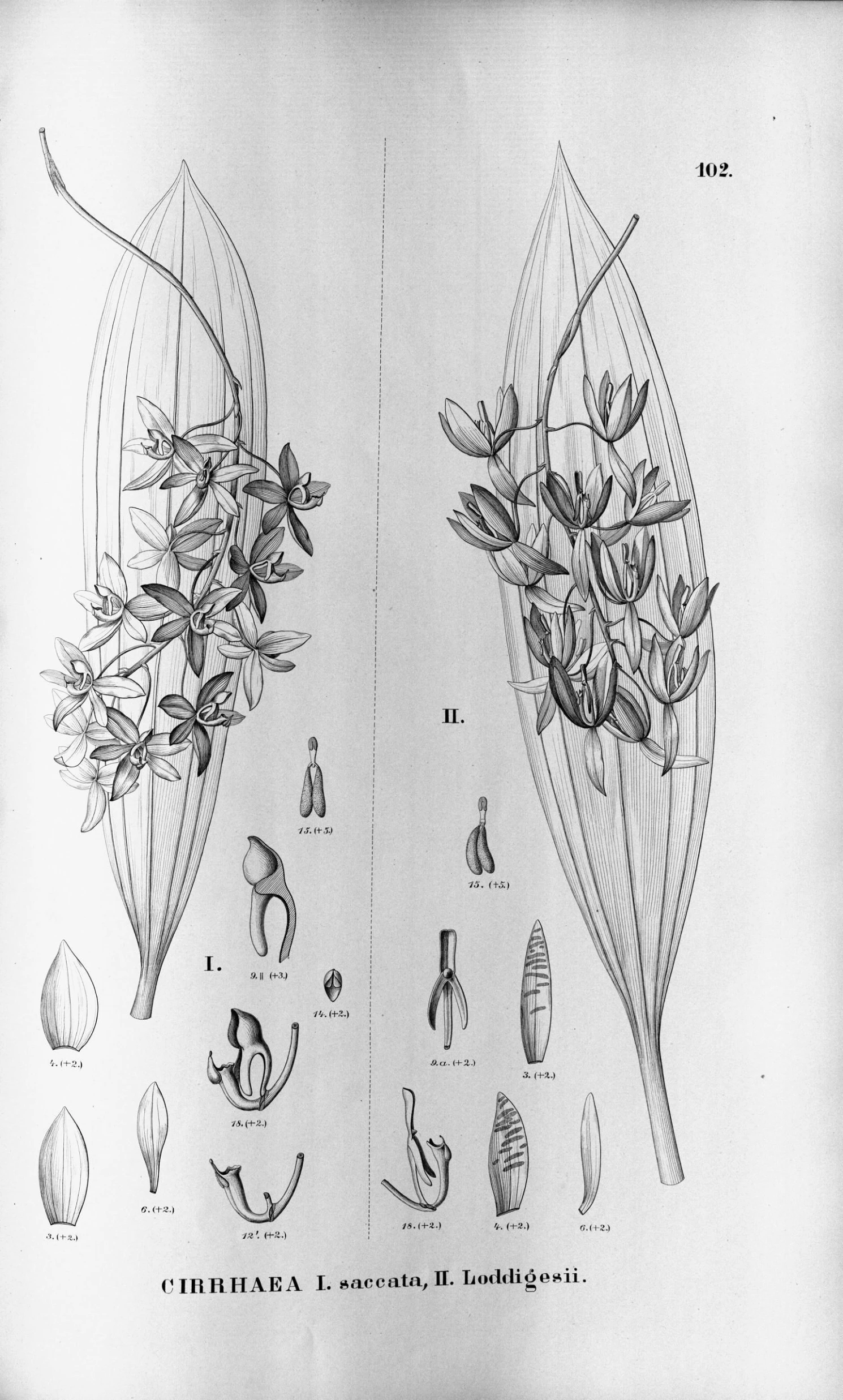 some drawings depicting boats with flowers on them