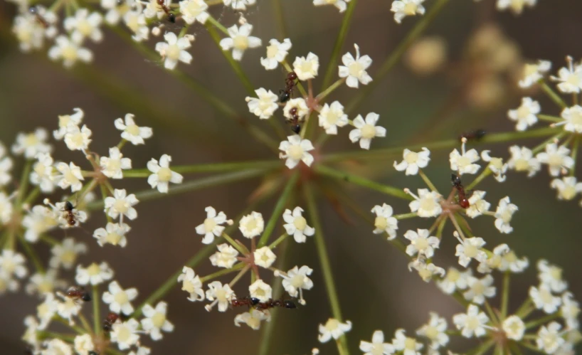 the tiny white flowers are looking toward the center of the plant