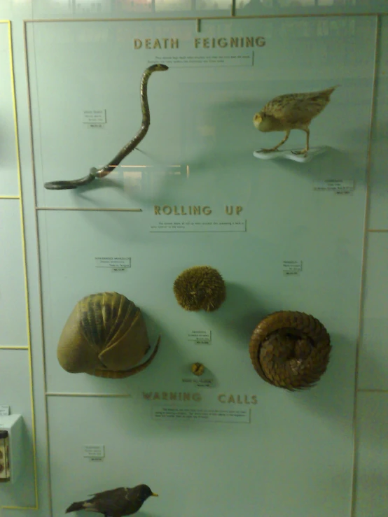 a display with sea shells and birds on glass