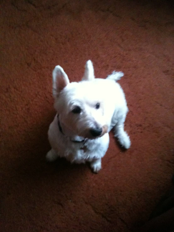 a small white dog is sitting on the ground