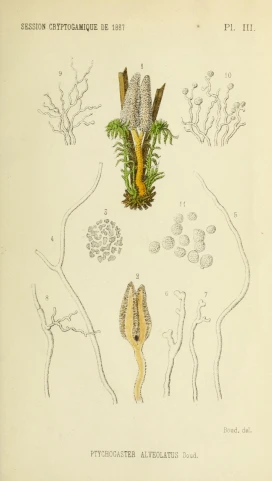 an illustration depicting plant life as depicted on paper