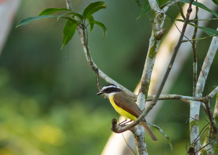 a little yellow bird sitting on a tree nch