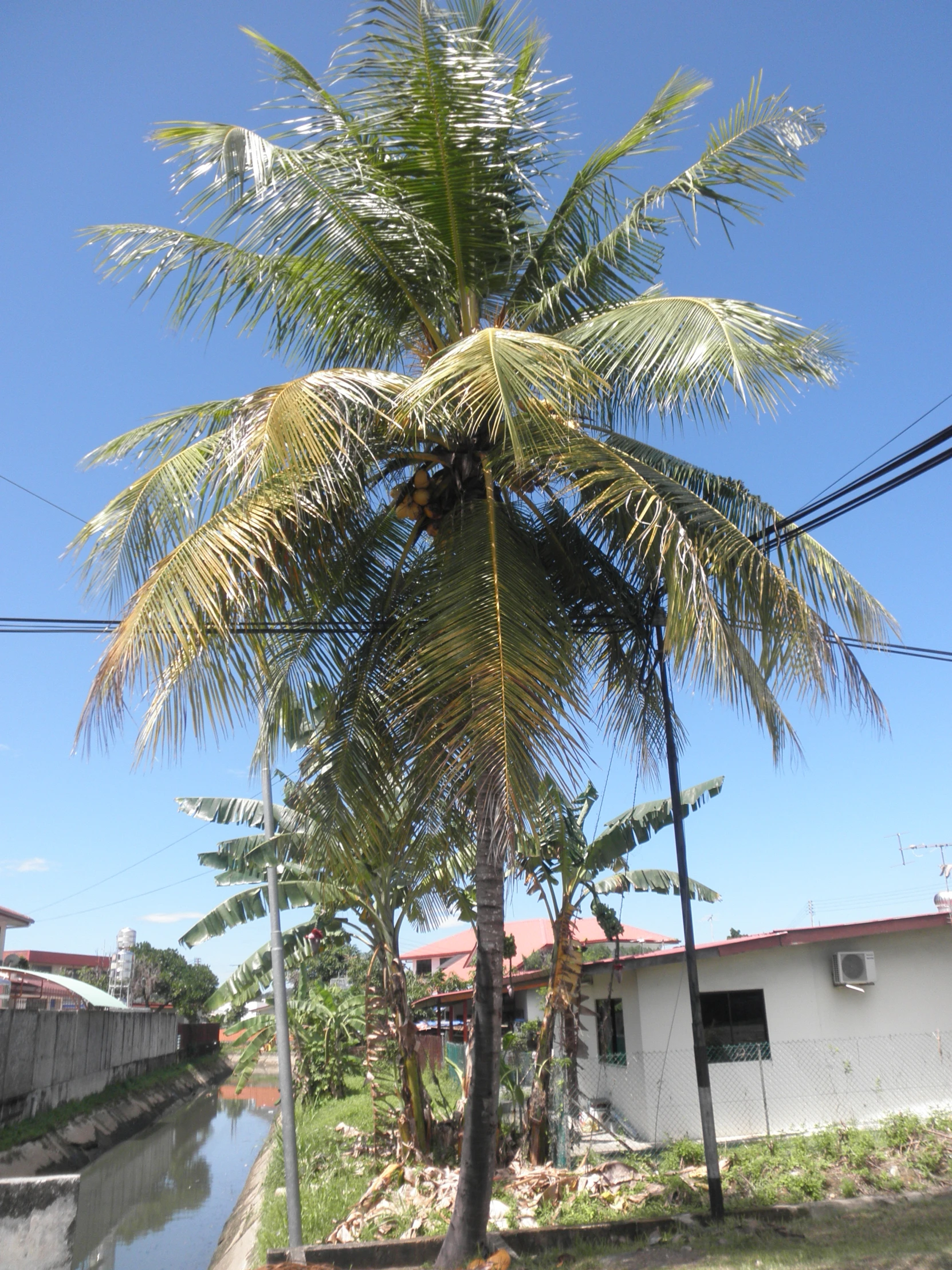 a tall palm tree is looking up in the air