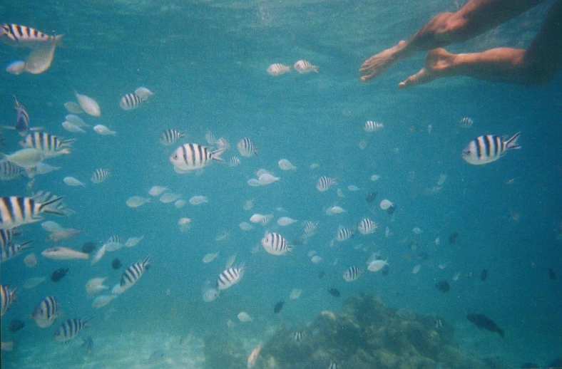 a group of different sized fish in the water