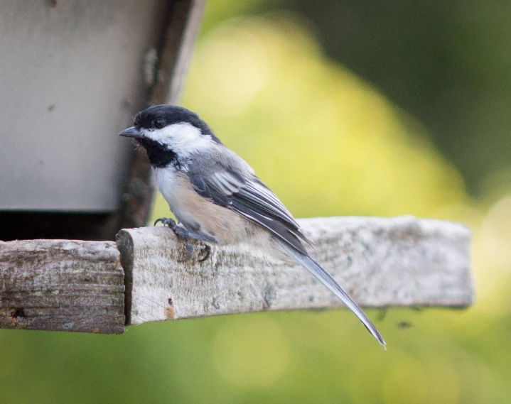 a small bird standing on a wooden perch