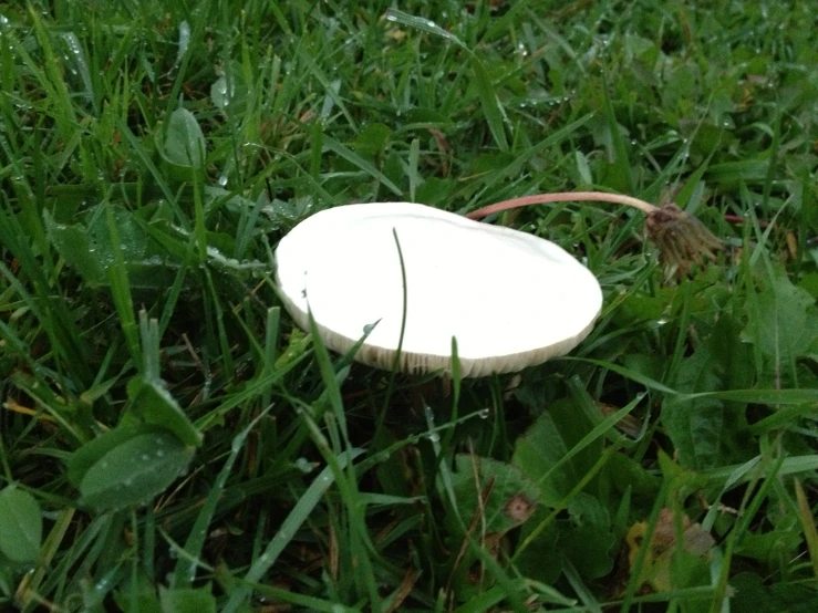 a small white object in the grass with water droplets on it