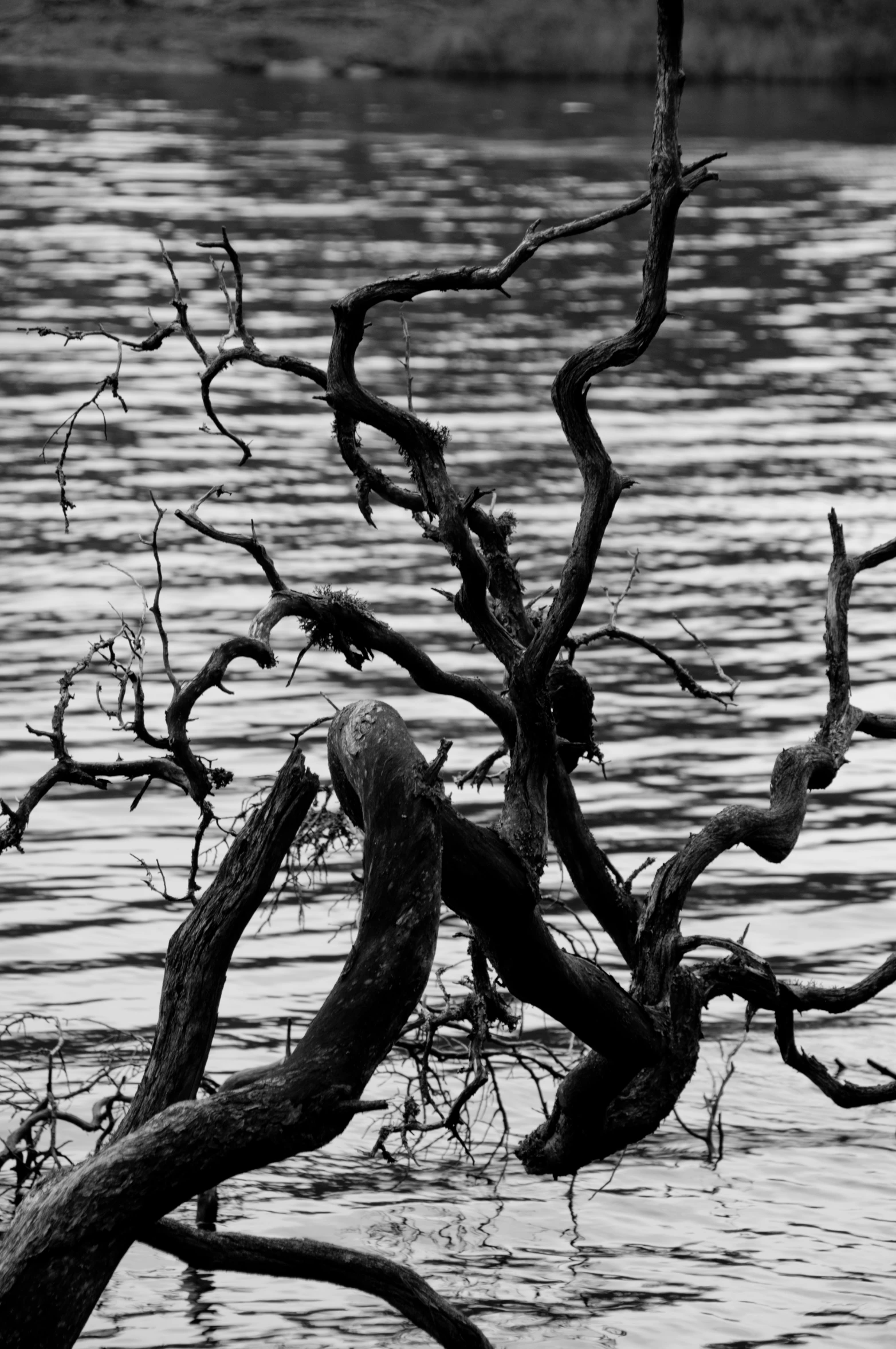 a tree that is in the water and has it's roots sticking out of it