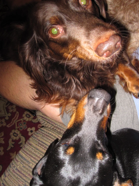 the dog's head is in the air above his human's paws