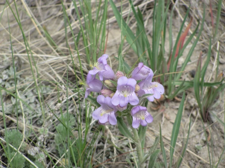 two purple flowers with long stalks in an area