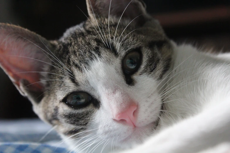 a close up of a cat's face with large eyes