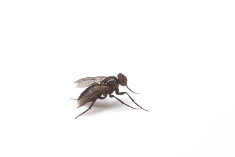 a black fly sits against a white background