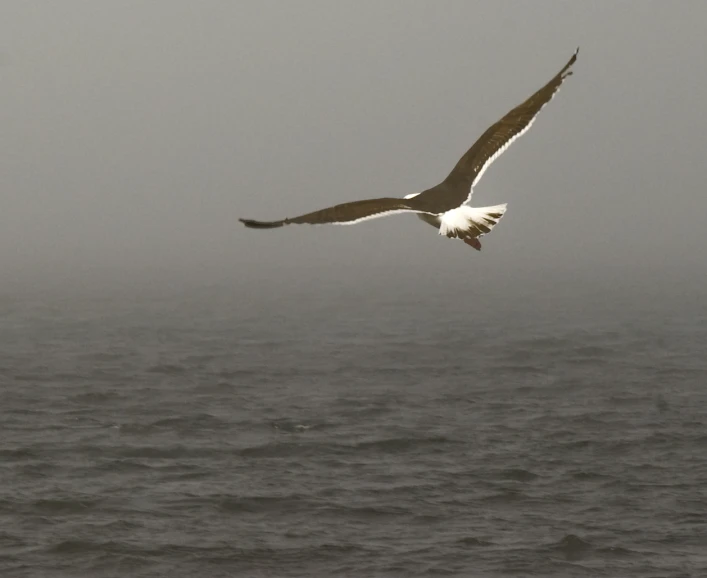 a large white bird with its wings spread out flying above the ocean