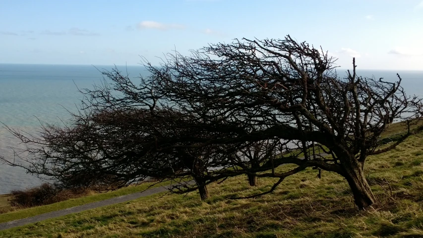 some very pretty trees by the water