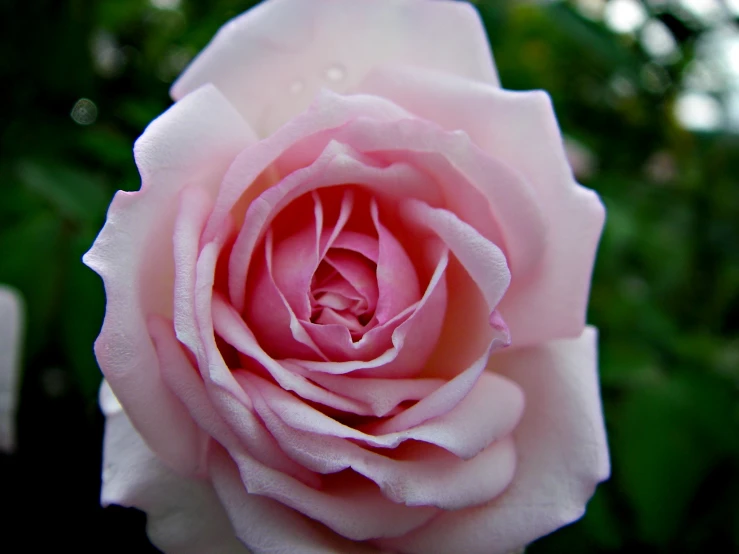 a pink rose that is growing very close together