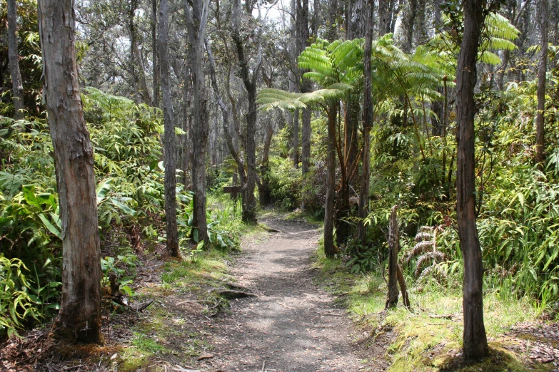 there is a trail in the middle of a wooded area