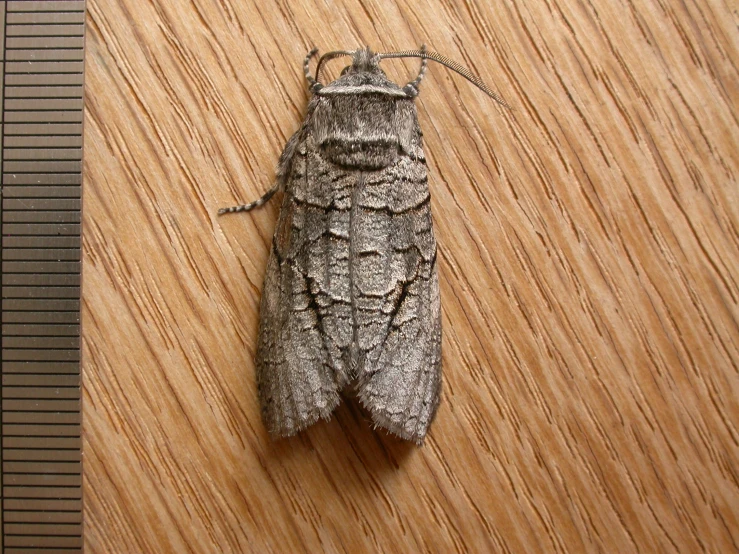 a moth is on the wood surface looking like it is lying