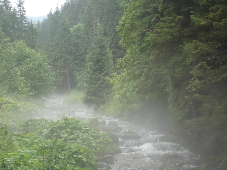 an image of a forest stream running between the woods