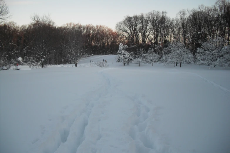 snow covered field with trees and sled tracks on the ground