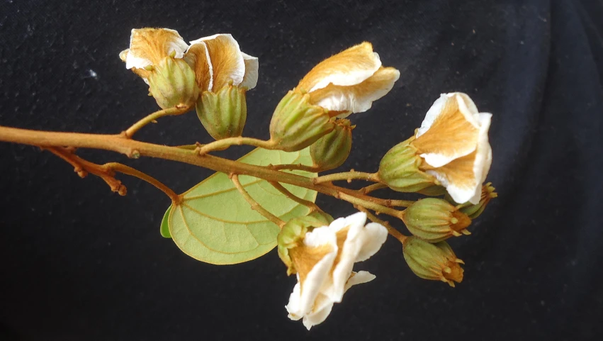 flower buds and leaves on a nch of an oak tree