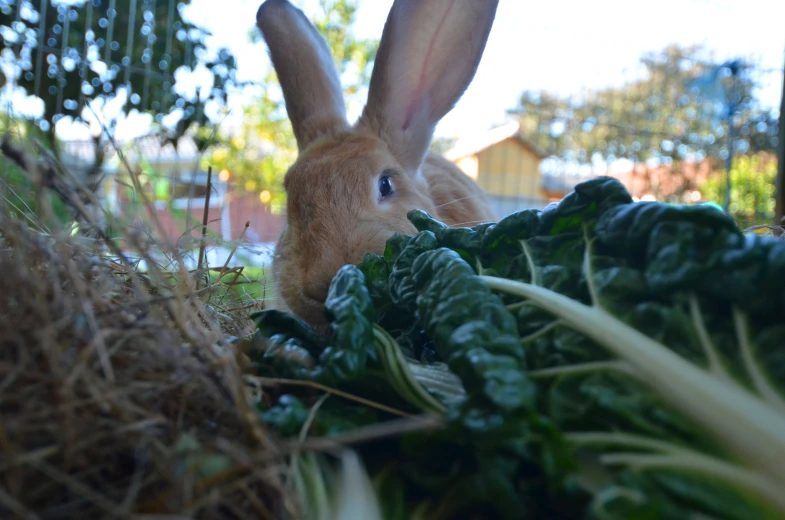 a rabbit hiding among grass next to some plants