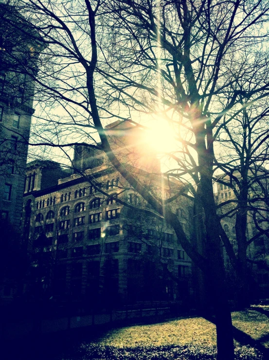 the sun shines through tree nches at dusk