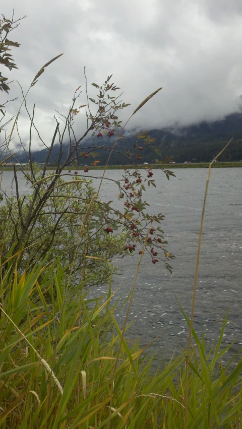 a lake with some water and clouds in the background