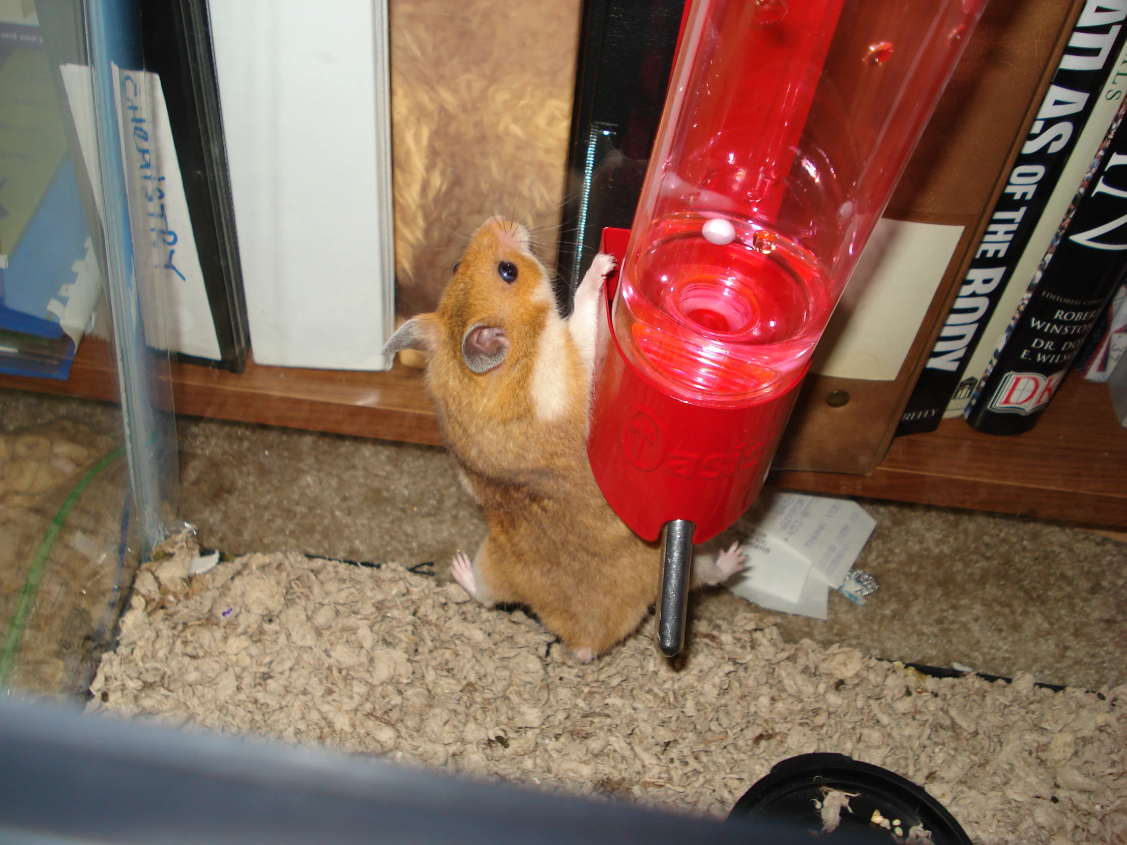 a toy hamster has his head in a water fountain