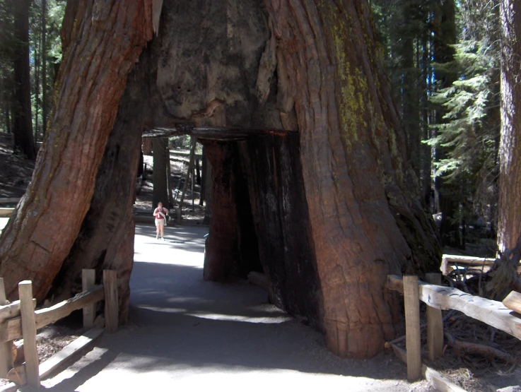 a large tree at the foot of a walkway