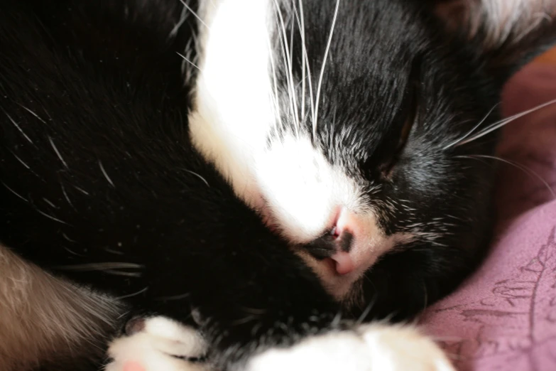 the cat is sleeping on top of the pink blanket