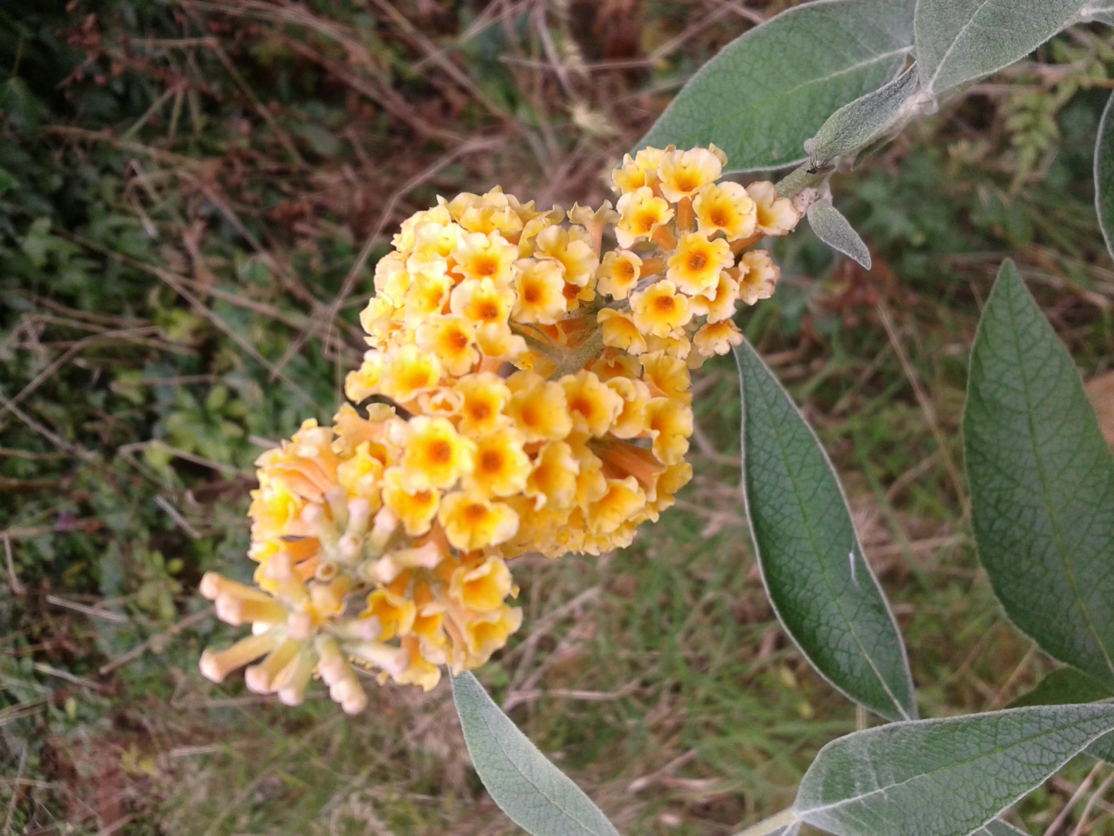 a yellow flower that has a green bud on it