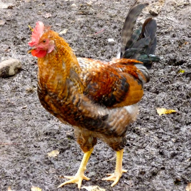 a rooster standing in the mud with it's  out