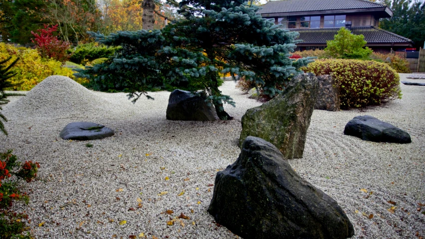 a small tree is next to some rocks and trees