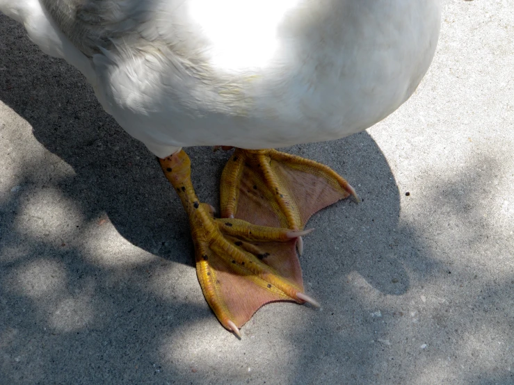 a white bird has a piece of bread in its mouth