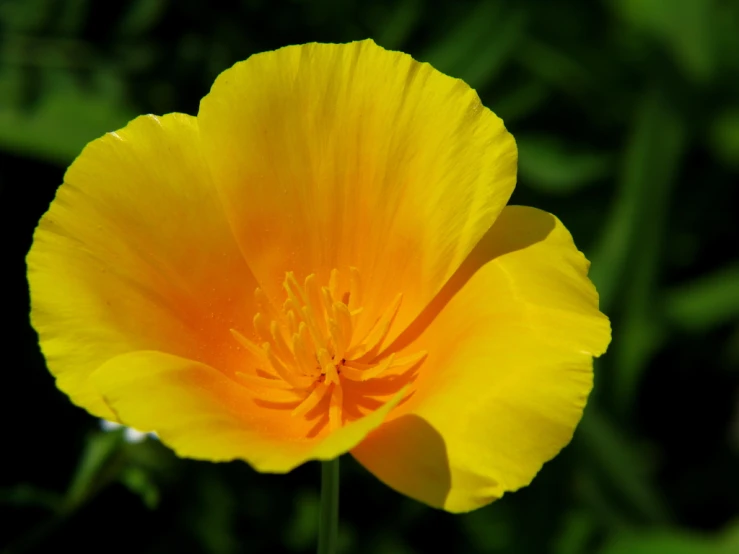 yellow flower with a black background in sunlight