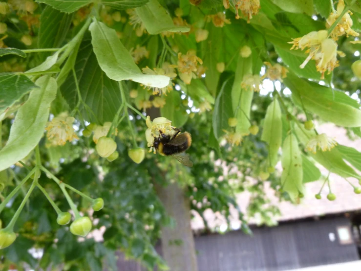 a large bee that is sitting in the middle of a tree