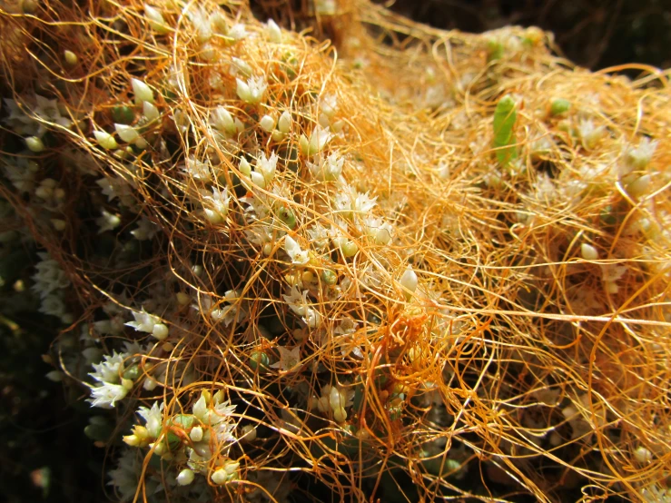 a close up view of a plant