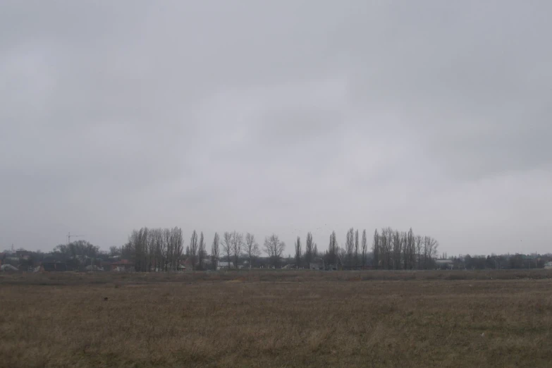 trees stand out against the background of an open field