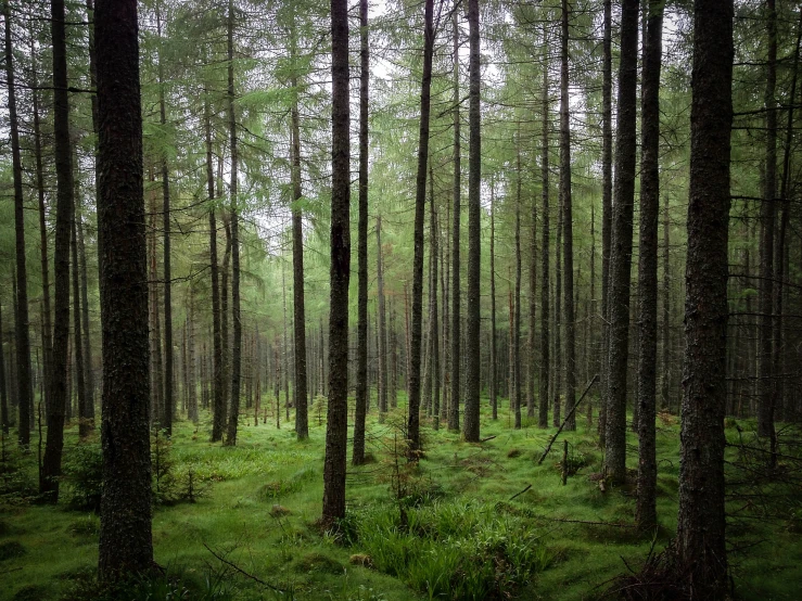 a green forest filled with lots of trees