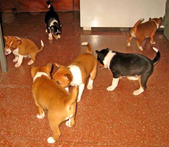 a group of dogs and cats playing in a room