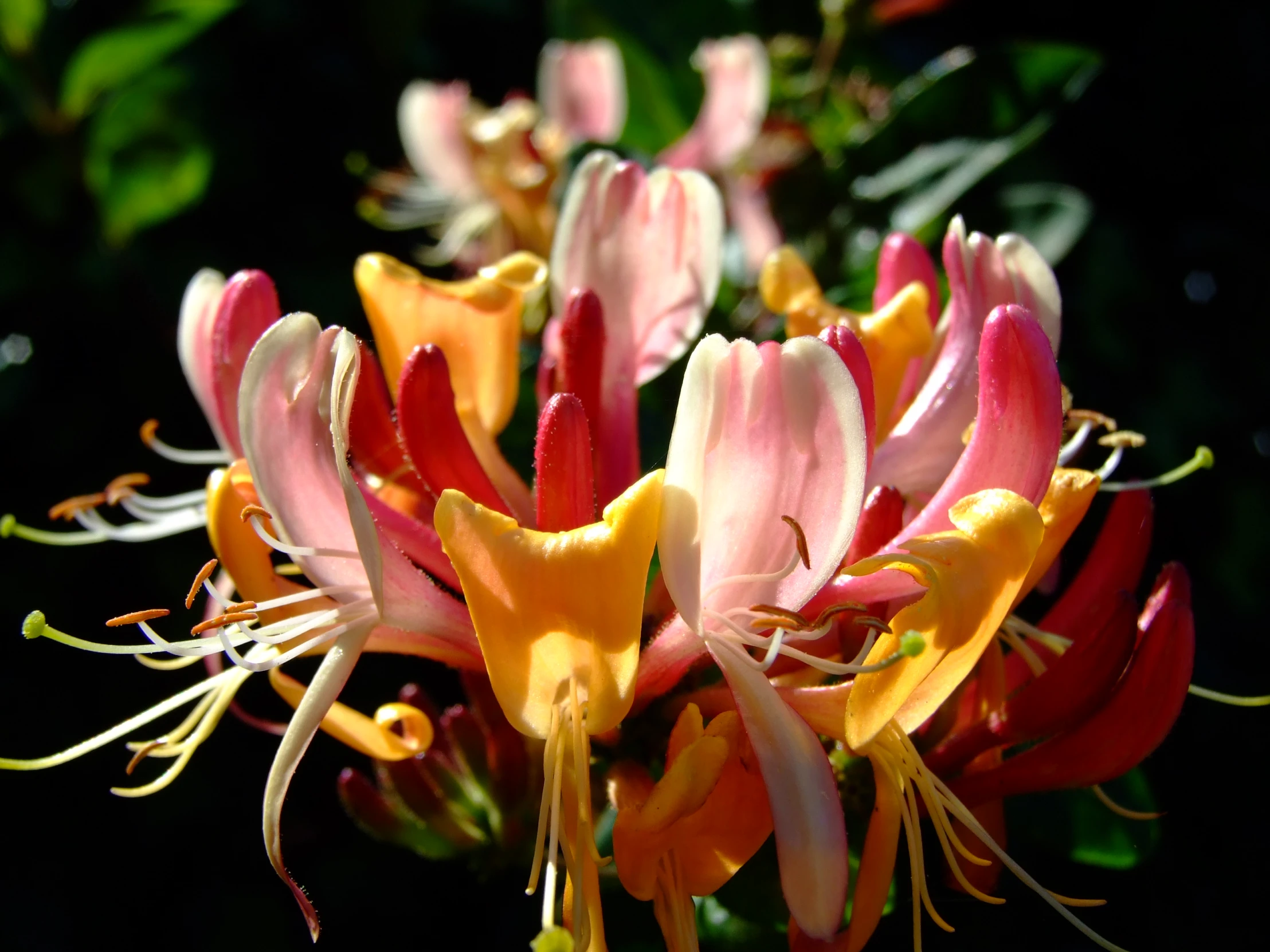 a close up s of some yellow and red flowers