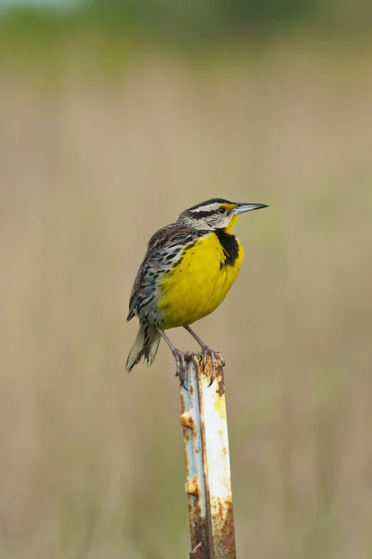 a small yellow bird perched on top of an old rusted pole