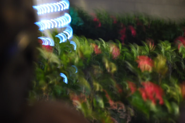 a blurry po of flowers on display at a flower shop