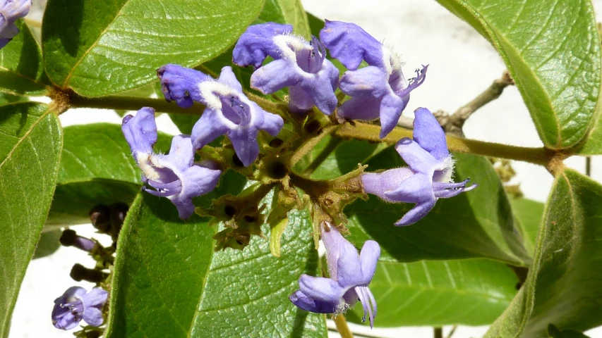 purple flowers are growing on a green nch