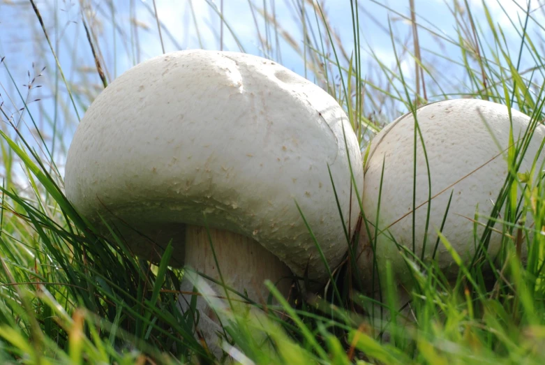 two mushrooms and one is sitting in the grass