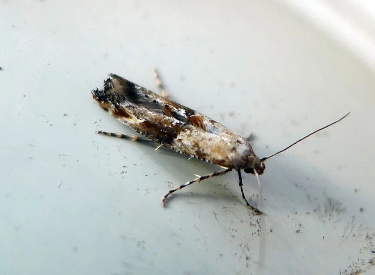 a bug sitting in the water that is brown and white