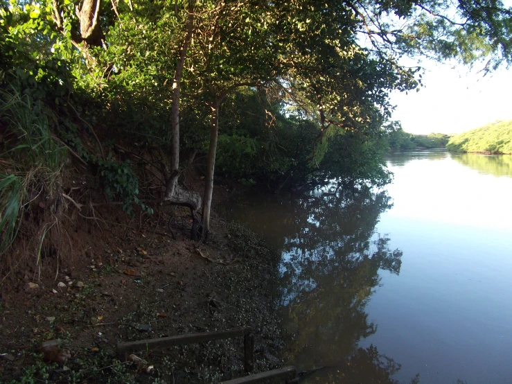 the water is very calm near the trees and plants