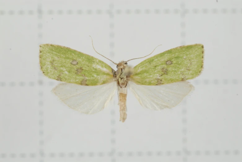 an orange and white moth is shown sitting on a surface