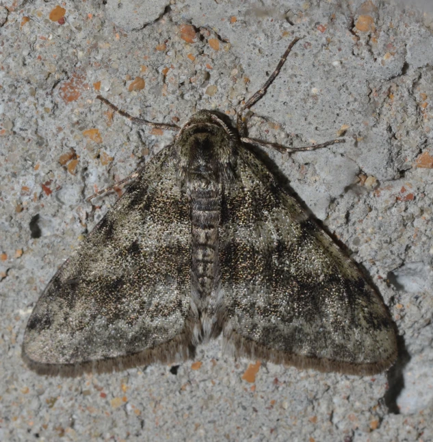 a close up of a moth on a rock