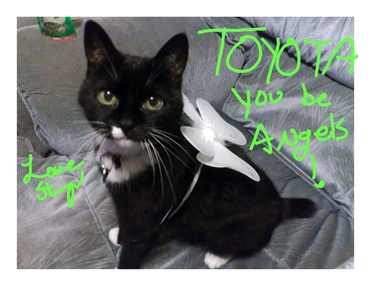 black and white cat with tuxedo looking like an angel