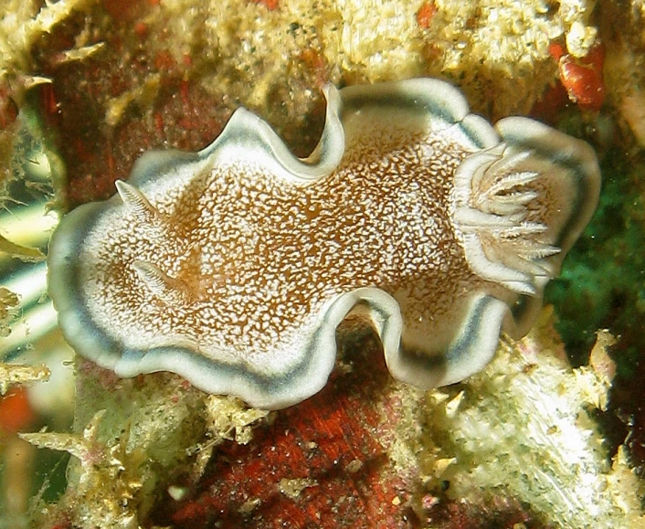 a small jelly fish on the bottom of some corals